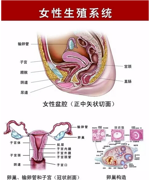 妇科病——别说与你无关,女人的无知会害死自己!
